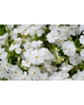 Phlox subulata White Delight килим квітів